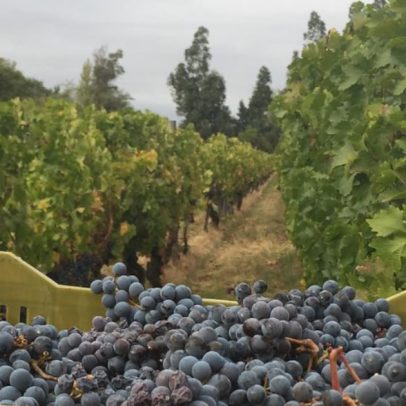Vinícola chilena busca qualidade de Bordeaux a preços acessíveis