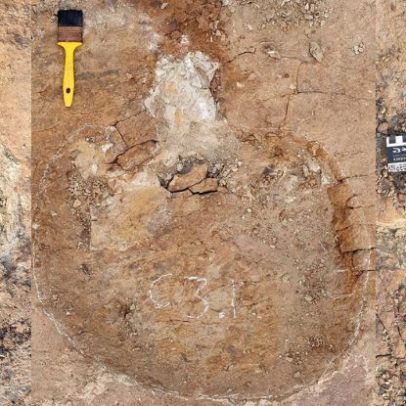 Dinossauros de diferentes espécies podem ter formado rebanhos mistos na pré-história