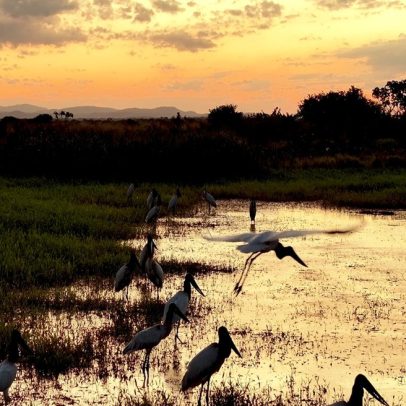 Tuiuiús encantam em espetáculo de elegância durante o pôr do sol pantaneiro