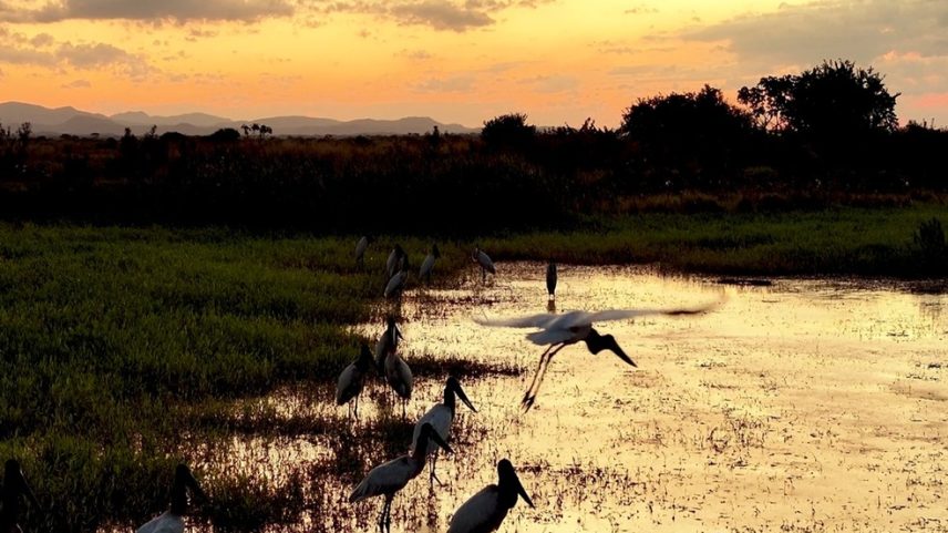 Fim de tarde com Tuiuiús, no Pantanal de Mato Grosso do Sul (Foto: Adriano Kirihara/Arquivo Pessoal)