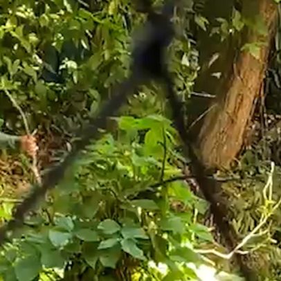 Moradores do Bairro Peixoto temem por corte de vegetação em terreno abandonado há 35 anos