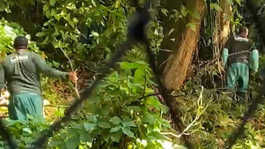 Terreno em área de proteção ambiental em Copacabana é invadido, árvores começam a ser cortadas sexta-feira (18). (Foto: Divulgação)
