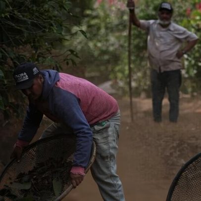 EUDR com risco insignificante pode frear combate ao desmatamento, críticos dizem
