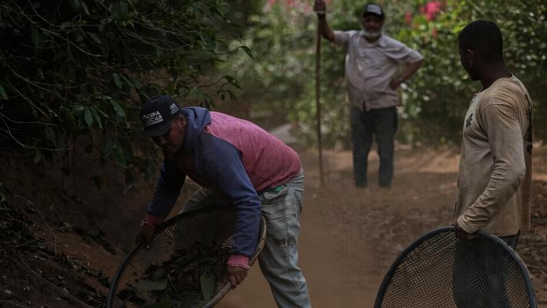 ‘Insignificant risk’ EUDR proposal threatens fight against deforestation, critics say