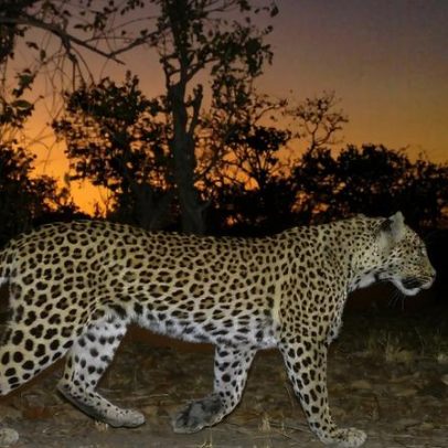História de sucesso no hotspot de leopardos da Zâmbia, entrevista com Chisomo M’hango