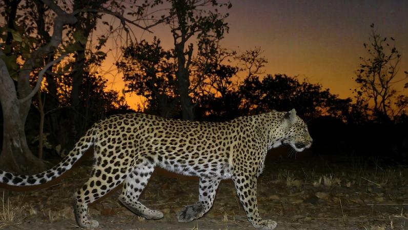 Chisomo M’hango conducting fieldwork in the Musekese Lumbeya section of Kafue National Park. Image courtesy of Musekese Conservation.