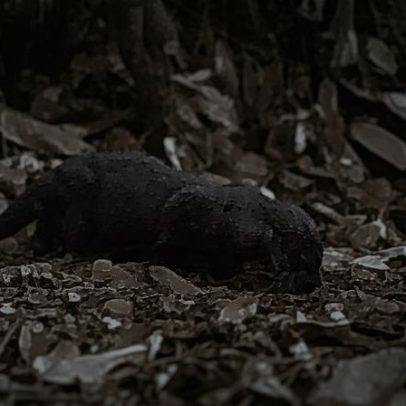 Sinal esperançoso: lontra-eurásia reaparece na Malásia após uma década