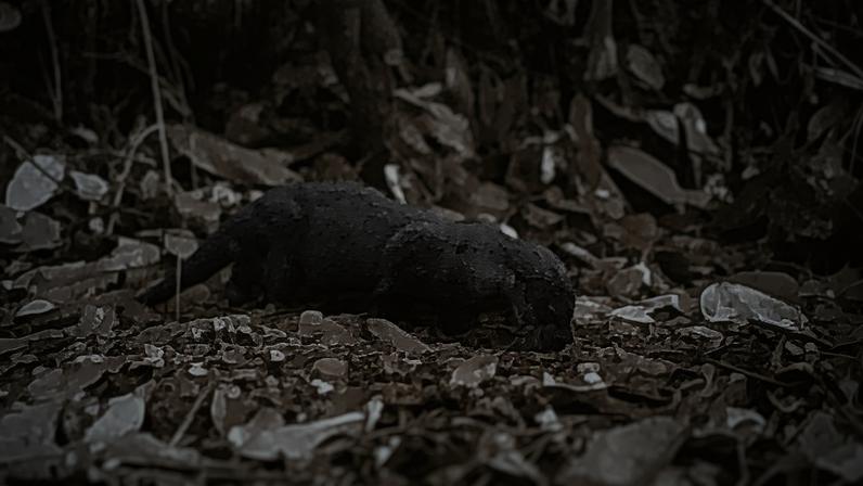 The Eurasian otter captured by a camera trap in Tangkulap Forest Reserve in Sabah. Image courtesy of Sabah Forestry Department/Sabah Wildlife Department/Panthera.