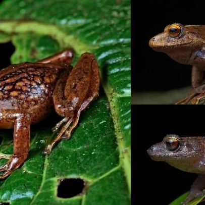 Cientistas descrevem três novas espécies de sapos nos Andes peruanos
