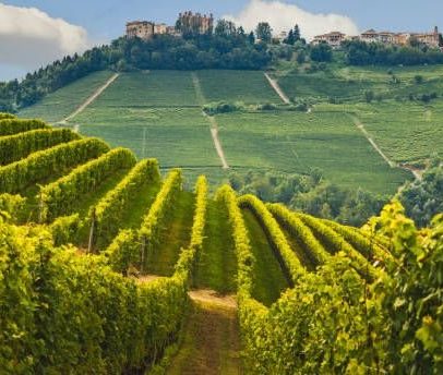 Vinhos tintos do Piemonte disponíveis por até R$ 400 no Brasil