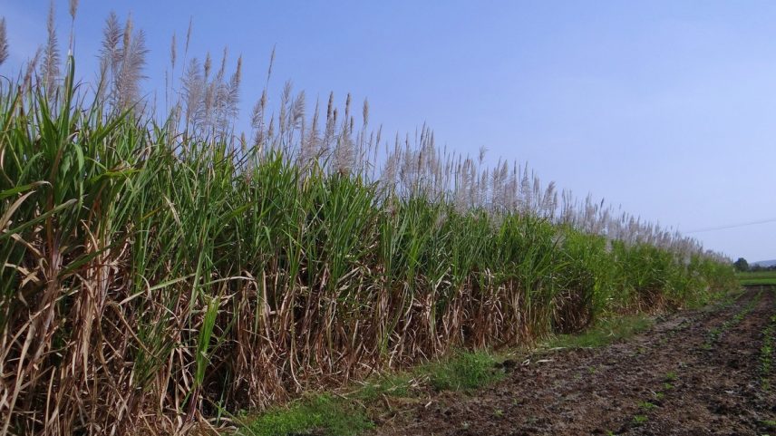 Cana-de-açúcar (Foto: Pixabay)