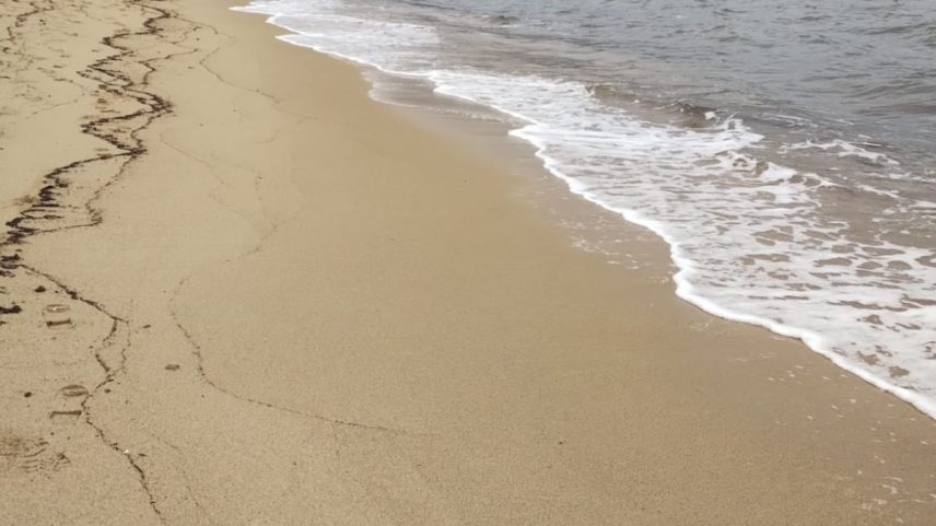 Pinguim encalhado no litoral paulista; 43 estavam mortos (Foto: Divulgação / Instituto Argonauta)