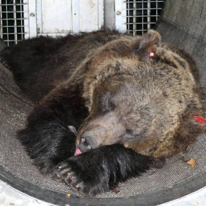 Ursa que matou corredor na Itália é transferida para santuário na Alemanha