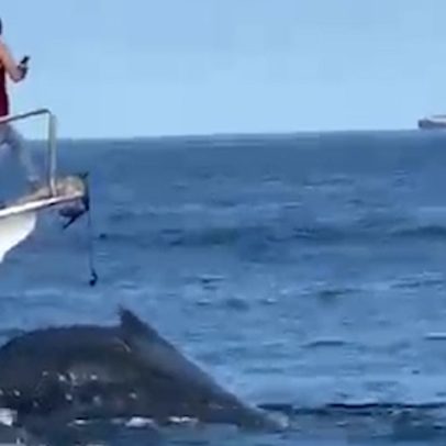 Baleia colidiu com barco em Arraial do Cabo e investigação está em andamento