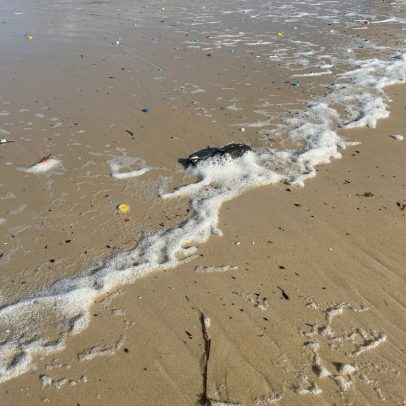 Garis resgatam cinco pinguins mortos na praia do Arpoador e na Barra da Tijuca