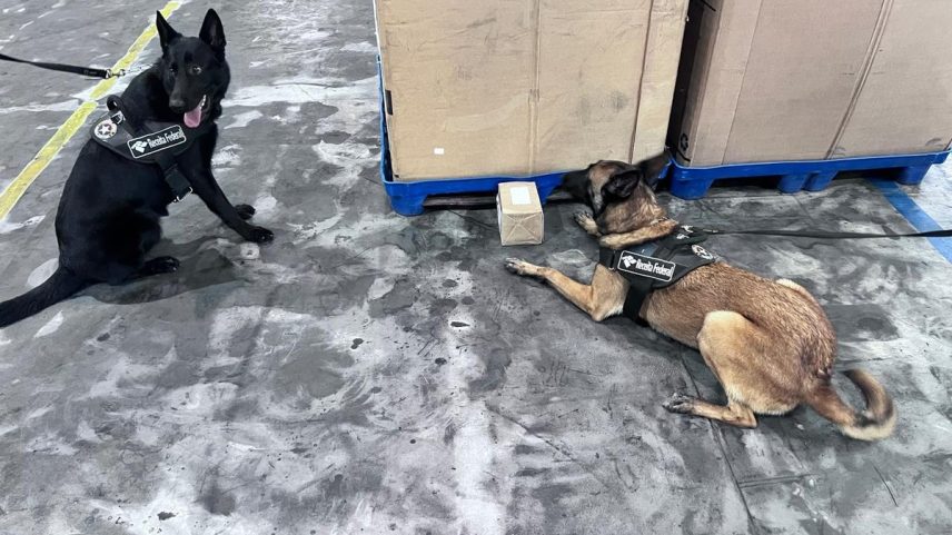 Cães Elektra e Abby em ação da Receita Federal nos Correios do Rio (Foto: Divulgação/Receita Federal do Brasil)