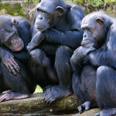 Mutação genética pode aumentar vulnerabilidade humana ao câncer em relação aos chimpanzés