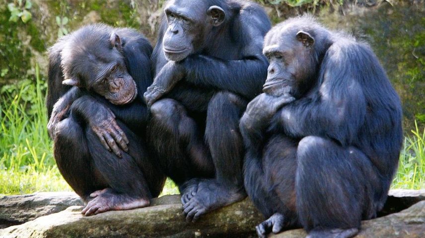 Chimpanzés (Foto: ROB ELLIOTT / AFP)