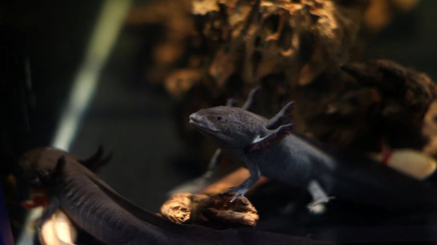 Axolotes nadam em um tanque de AquaRio, em Rio de Janeiro, Brasil. (Foto: Pilar Olivares - Reuters)