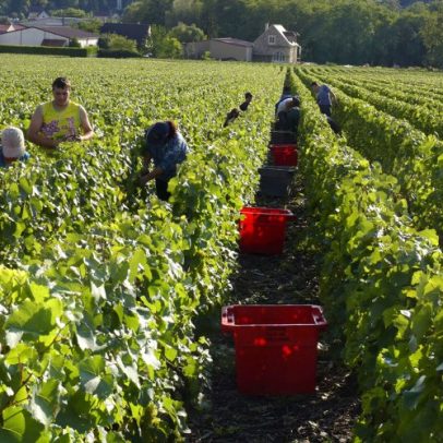 Champagne reduz quota de rendimento para as vindimas de 2025