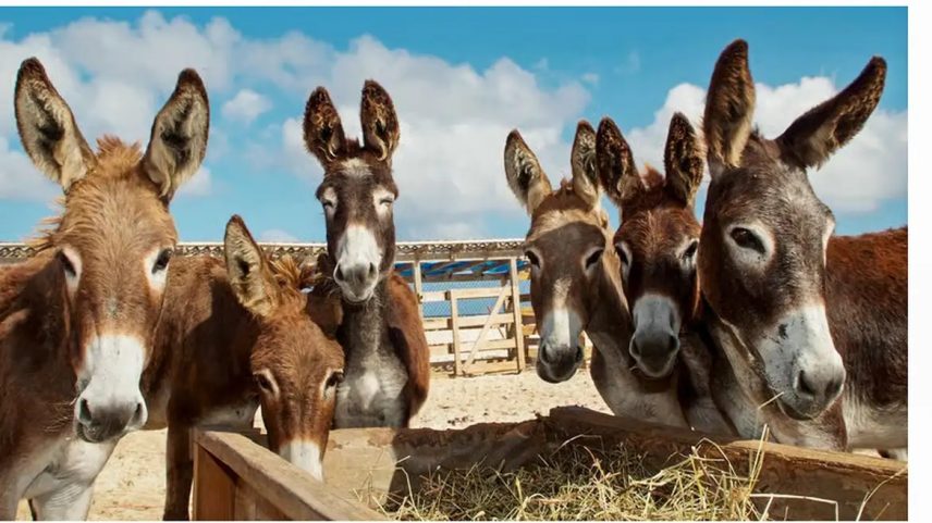 JUMENTO Brasil perdeu 94% do rebanho (Foto: Proteção Animal Mundial/Divulgação)