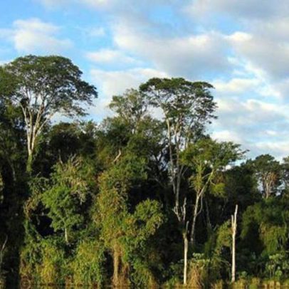 Parceria visa restaurar 1200 hectares da Mata Atlântica em projeto ambiental