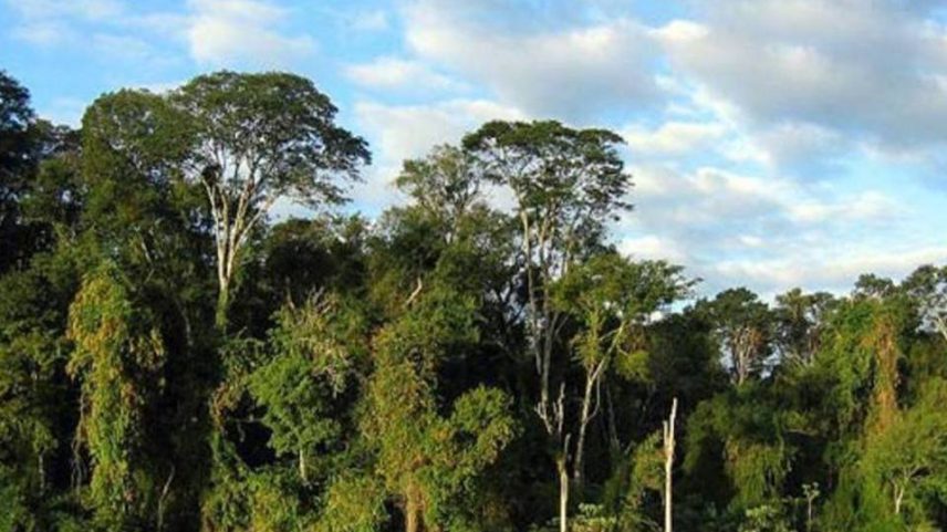 Mata Atlântica (Foto: Wikimedia Commons)