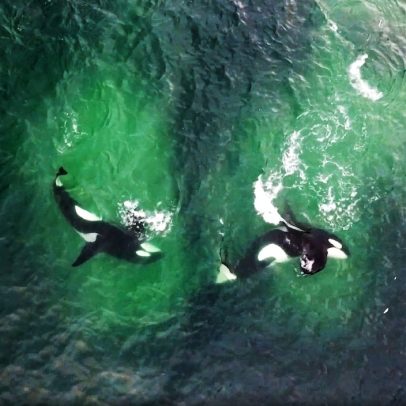 Orcas caçam em padrões geométricos e organizam funções para atordoar presas