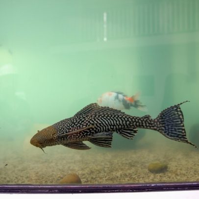 Peixe cascudo é resgatado em estação de esgoto e se torna mascote no Rio