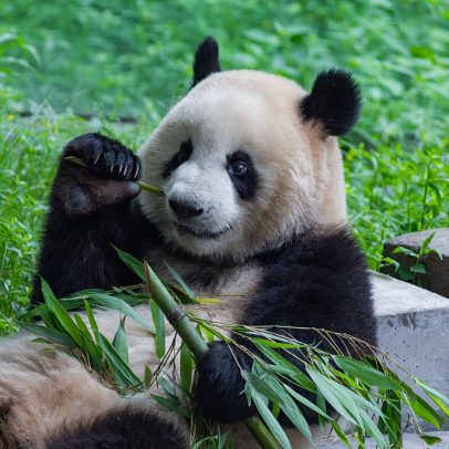 Pandas são devolvidos à China após a morte do último exemplar no Japão