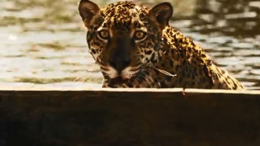 Felinos mudam hábitos para resistir às crises (Foto: Reprodução/TV Globo)