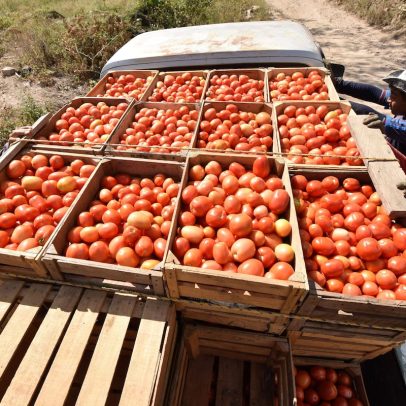 EUA impõem tarifa de 17% sobre exportações de tomate do México