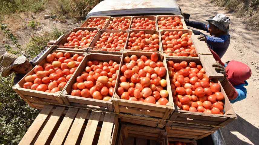 Produtores de tomate em Azinyahualco, Guerrero. (Foto: Dassaev Téllez Adame/Cuartoscuro)