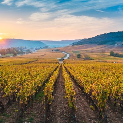 Descubra 30 vinhos da Bourgogne deliciosos por menos de 15€ cada