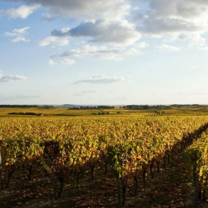 Descubra 20 vinhos da região do Loire por menos de 15 euros