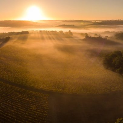 Botrytis transforma vinhos em néctares dourados com sabor único e encantador