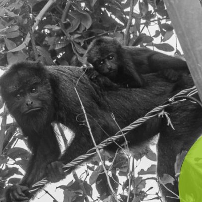 Família de macacos bugios é avistada em Quissamã, trazendo esperança à espécie
