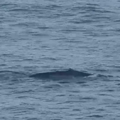 Baleia azul é avistada na costa do litoral paulista em impressionante registro