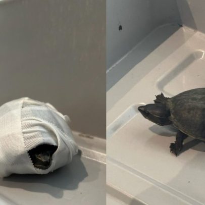 Mulher é presa ao tentar contrabandear tartarugas no sutiã em Miami