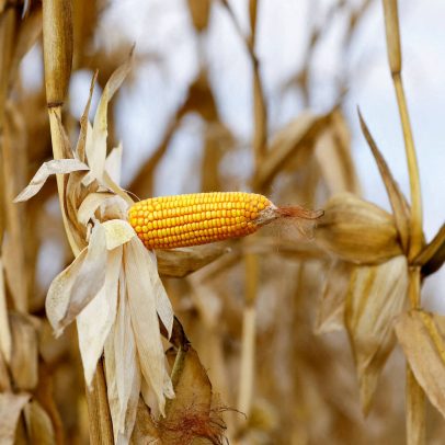 Sanções dos EUA afetam produção agrícola na América Latina e geram preocupações