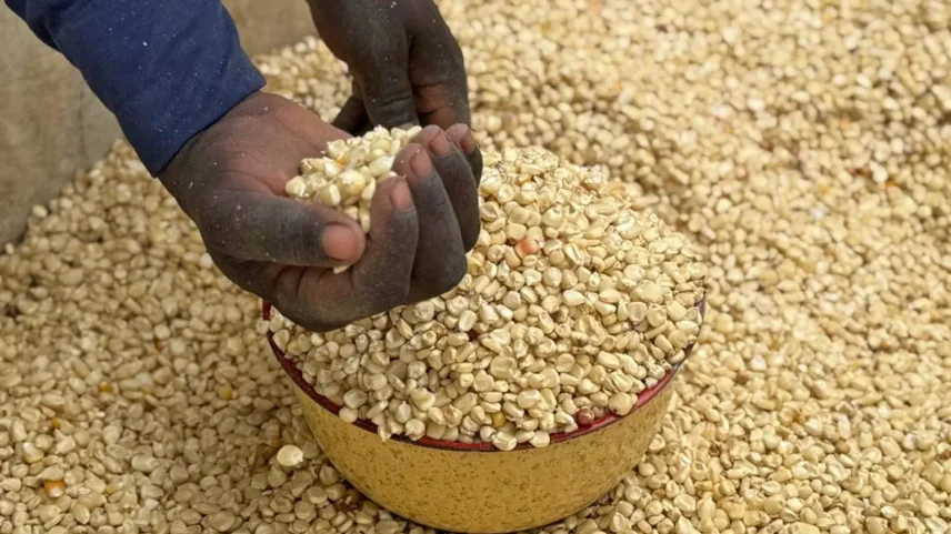 Esta é a última distribuição de alimentos para os milhares que buscam abrigo do Boko Haram em Gwoza (Foto: Kyla Herrmannsen / BBC)