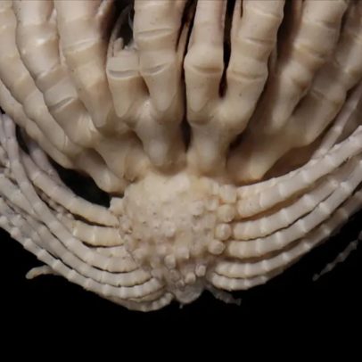 Animal com 20 braços é descoberto nas águas geladas da Antártida