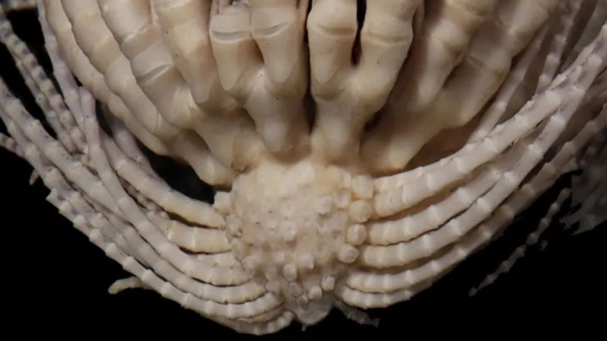 Estrela-pena-morango (Promachocrinus fragarius). (Foto: McLaughlin, Wilson e Rouse)