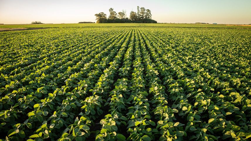 A área colhida em 2025 tem previsão de elevar em 81,2 milhões de hectares (Foto: GDM/Divulgação)