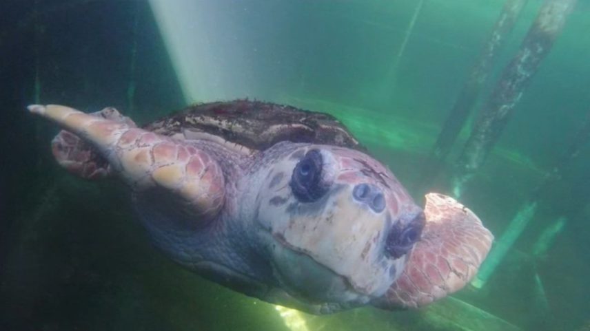 Jorge nadando em piscina com água salgada, durante o processo de reabilitação (Foto: Divulgação)