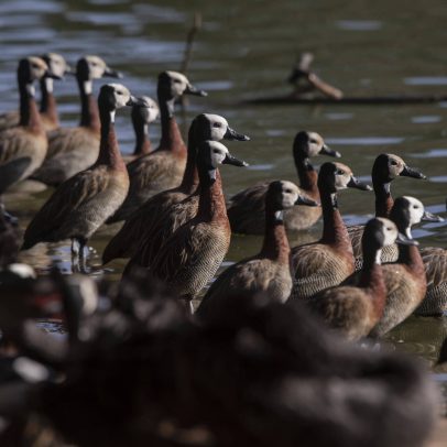 Governo de São Paulo confirma novos casos de gripe aviária em aves do Pq. Ibirapuera