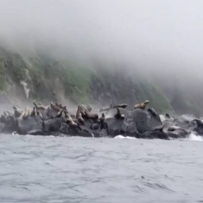 Leões-marinhos saltam no mar durante terremoto na Rússia; assista ao vídeo