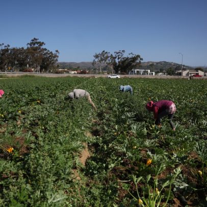 Batidas de imigração em fazendas causam desperdício de alimentos na Califórnia