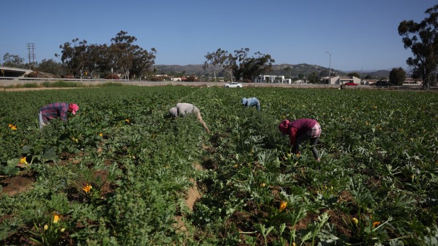 Trabalhadores imigrantes em fazenda em Oxnard, Califórnia (Foto: REUTERS/Pilar Olivares)
