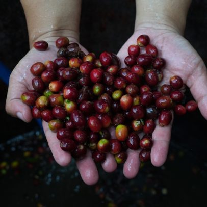 Café se destaca em negociações para evitar impactos de novas tarifas dos EUA